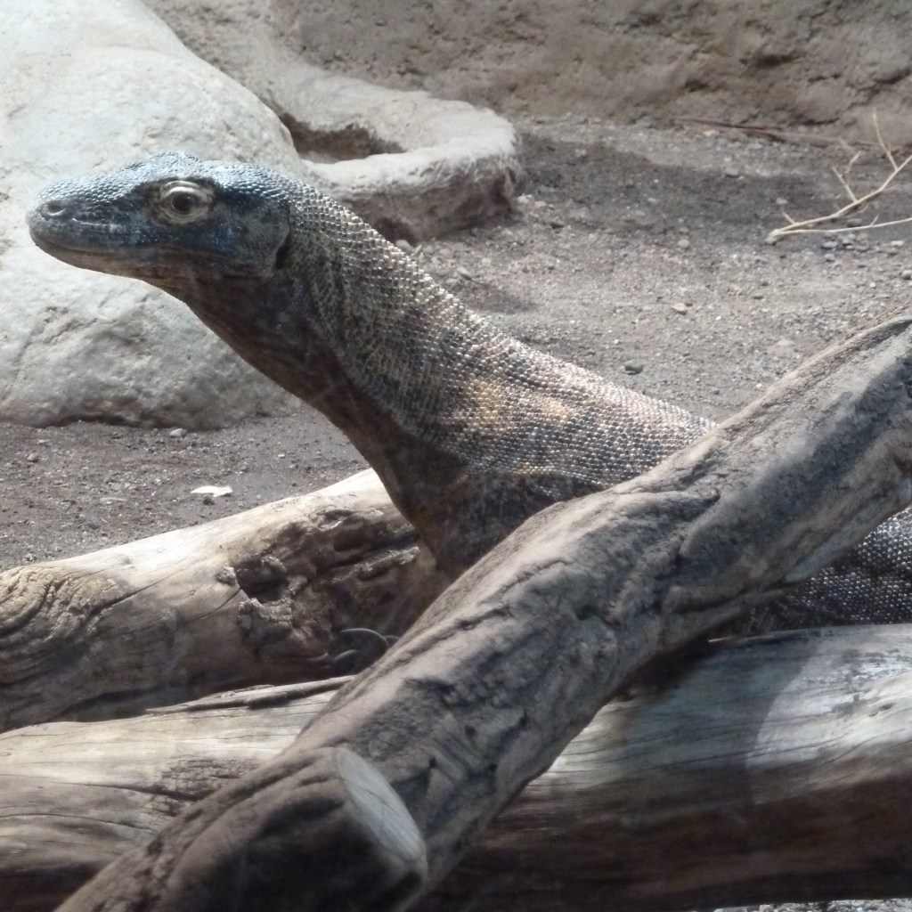 ‘Tis the Komodo dragon!