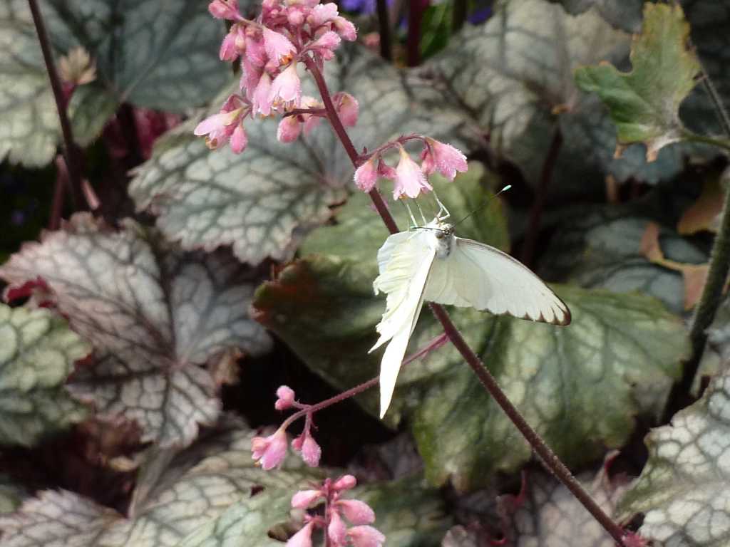 About listening to&nbsp;pain