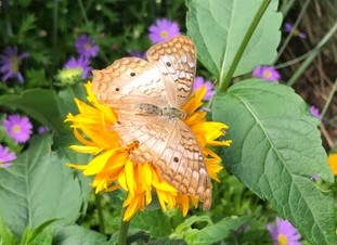 Love you like&nbsp;…..